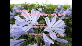 青い華火？！Blue fireworks? !  アガパンサス Agapanthus africanus              季節の花！　日本花図鑑　Japanese flower guide