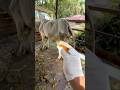 Penyuntikan obat vitamin pada sapi terkurus dikandang #lembu #shorts #cow