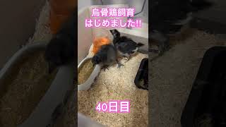 烏骨鶏飼育はじめました‼︎【40日目】 #烏骨鶏 #生き物 #ひよこ