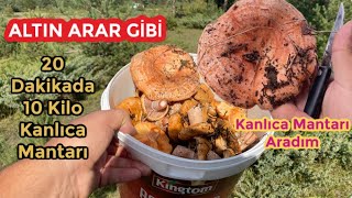 ALTIN ARAR GİBİ MANTAR ARADIM ! ( Kanlıca Mantarı Toplamaya Gittik ) - 20 Dakikada 10 Kilo Mantar