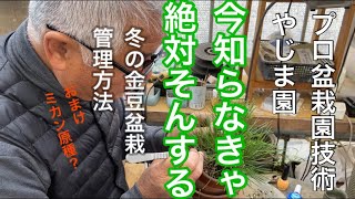 今知らなきゃ絶対損する冬の11月金豆盆栽管理方法Gold bean bonsai management method【やじま園】【盆栽タネ】#bonsai ＃育成＃管理方法