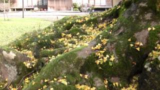 日光院（養父市八鹿町）のイチョウ