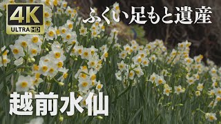 【水仙の千枚田】福井県越前町☆4K映像 ふくい足もと遺産「越前水仙」☆ \