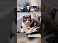 Overeat cat sleep on the road and police helps it#overeatcat#shortvideo #relaxing #cat #kittenmusic