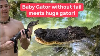 Baby gator without tail meets huge gator!