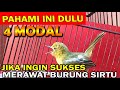 4 MODAL UTAMA PEMULA‼️ JIKA INGIN SUKSES MERAWAT SIRTU ‼️