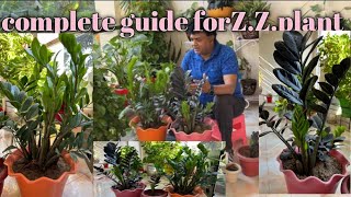 Guide to Z.Z.plant/zameoculus zamifolia care,prepogation,tip’s how make happy &h