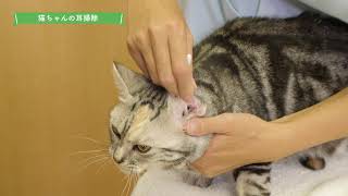 猫ちゃんのための自宅お手入れ動画：⑩「耳掃除」編/54秒/ライオン