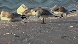 Ocean Beach Birds || Beautifull Videos ||