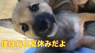 【豆柴の豆福のまったりお盆(前編)】カーペット設置〜狂犬病予防接種やってきました🤗