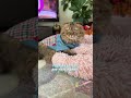 Главная деталь которая должна быть в каждом доме 😻 кот котики милыекотики котик shorts cat