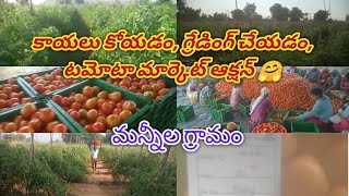 కాయలు కోయడం, గ్రేడింగ్ చేయడం,యాక్షన్ లో టమోటా ప్రైస్/అనంతపురం సాహో టమోటా తోట @Anantapurtomatomarketrates