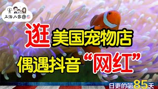 【VLOG】逛美国宠物店偶遇抖音“网红”猫一杯的豚鼠｜2022年的洛杉矶夏天连续高温｜上海丈母娘在洛杉矶养宠物热带鱼｜拜登总统宣布美国新冠疫情大流行已经结束｜海外华人的日常生活｜日常更新#85