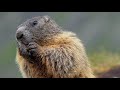 alpine animals why marmots might want your food