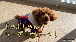 【犬の幼稚園】紫竹山店🌱ちゃポちゃん リーダーウォーク練習！🌱