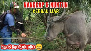 MENANGKAP KERBAU ‼️BERATNYA PERJUANGAN SAAT TAK ADA KERBAU TUNGGANG