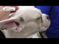 blind blind protection dog heisei hanako animal hospital 260