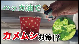 ハッカ油でカメムシ対策！？