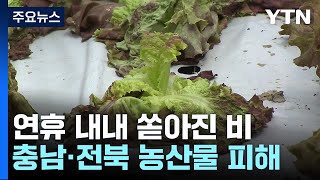 연휴 내내 쏟아진 비에...충남·전북 농산물 피해 속출 / YTN