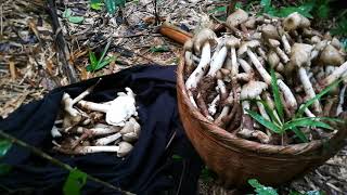 เก็บเห็ดปลวกในป่าไผ่ 29-10-2020#viral #nature #mushroom #video #youtube #หากินตามฤดูกาล #ล่าสุด