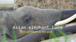 Asian elephants herd Cool down in the pool 20240721／Toyohashi Zoo\u0026Botanical Park／4K