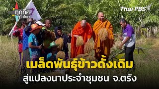 นำเมล็ดพันธุ์ข้าวดั้งเดิมสู่แปลงนา จ.ตรัง | ทุกทิศทั่วไทย | 24 ก.พ. 68