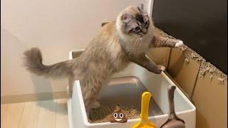 うんちの後始末が下手すぎて子猫に頼む猫がこちらです。