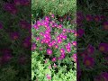 whatsapp me 9024227977 rose moss portulaca purslane cinderella graniflora 50 colour combo pack