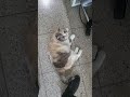 퇴근길 나이먹어도 여전히 응석부리는 만두 통기타 kpop 길냥이 cats