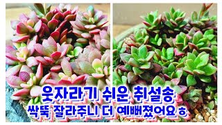 웃자람이 심한 취설송 ~ 고민하지 마시고 이렇게 키우세요 (쭈글거림 예방까지) ㅎ