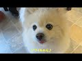 ポメラニアン・ジャック　お友達とドッグカフェ andわんこ 2019.2.2 jack full of smiles in dogcafe