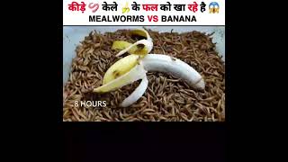 Amazing Experiment video😳🔥 ~ Mealworms vs Food @MR. INDIAN HACKER @Crazy XYZ @MrBeast #SHORTS #VIRAL