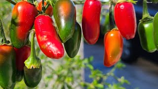 super fertilizante para chiles bien potente y organico