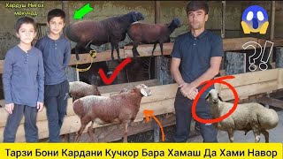 Тел#992908114947🔥Тарзи😱Кучкор💥Барая 🐃Бони 📌кардан❓ Фойда ✊бадаст🛑овардан 🤝Ҳамаша🔊Навор🫵кардаги👈