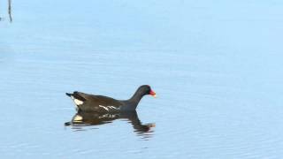 moorhen in hunting mode