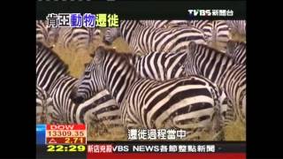 【動物大遷徙】非洲動物大遷徙　列百大「將消失奇景」