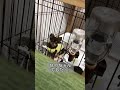 華金だぁ！今週もお疲れ様でした♪ 癒し shorts かわいい 　【犬】