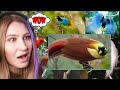 Tanah Papua A Paradise For Birds REACTION | Carlie Shea What Now Reacts Indonesia