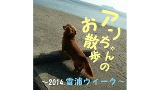 アンちゃんのお散歩～2014 雪浦ウィーク～