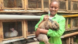 Is rabbit farming a viable alternative?