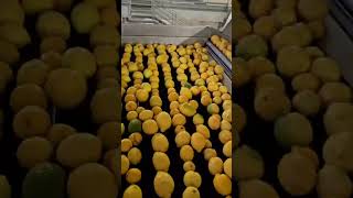 Tuscanini Lemon Juice being squeezed this morning in Sicily! 👀 🍋🍋🍋