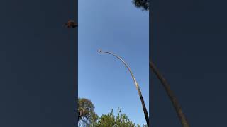 Homem arrisca a vida cortando uma palmeira californiana de 30 metros.
