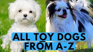 All Toy Dog Breeds List (from A to Z)