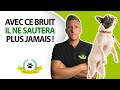 Chien qui saute sur les gens : 5 astuces simples et rapides pour qu'il arrête de sauter !