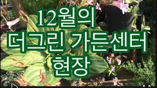 12월의 더그린가든센터 현장 식물천국 베고니아 전문농장 랜선식물