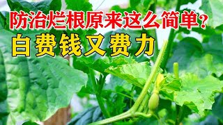 才知道，防治死苗烂根原来这么简单，一瓶“水”就够了，涨知识了【付老师种植技术团队官方频道】