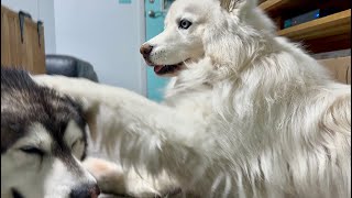 Husky Shows Unwavering Love For Injured Malamute #husky #alaskanmalamute