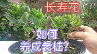 长寿花如何养成老桩？听小哥怎么说