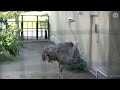 ダチョウの母ララサが踊る「タンゴでダチョウ！」旭山動物園のダチョウ