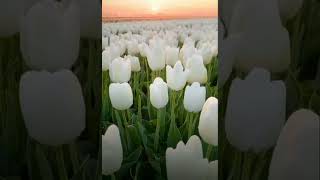 Peaceful Tulip Garden 🌿 Mashallah😍| #shorts #subscribe🔔❤️